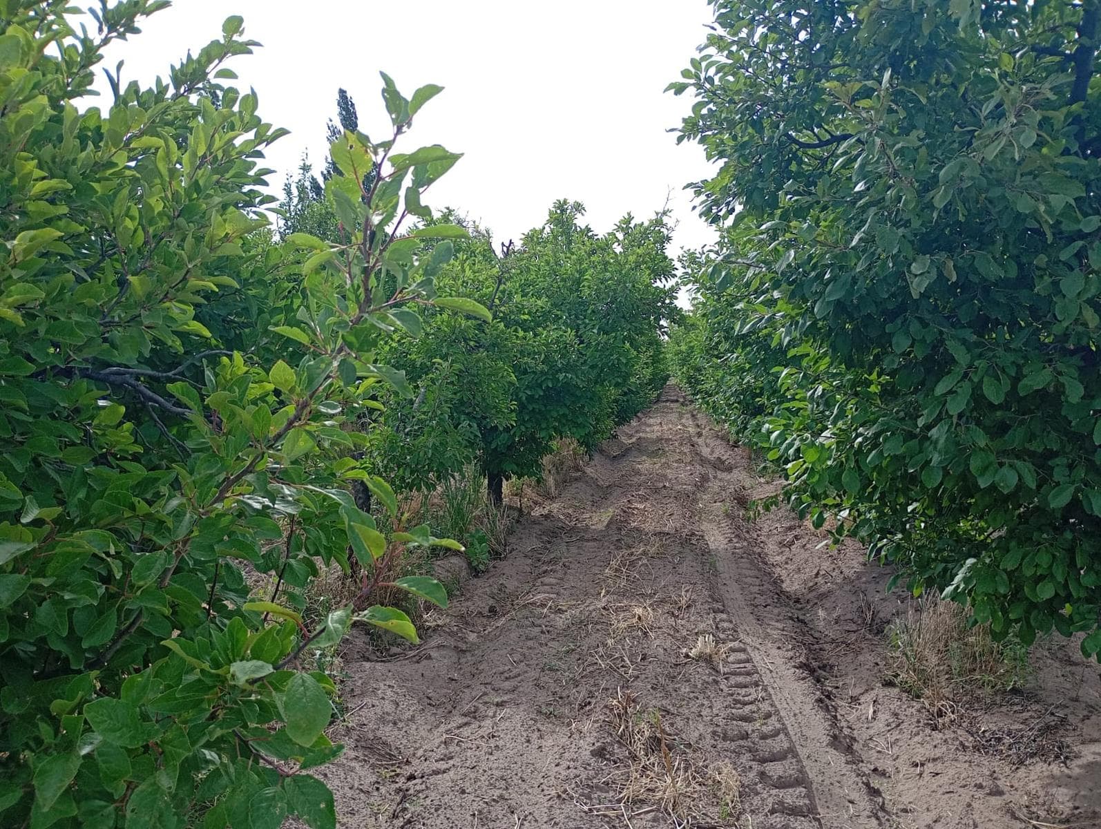 FINCA VILLA ATUEL-SAN RAFAEL - 1