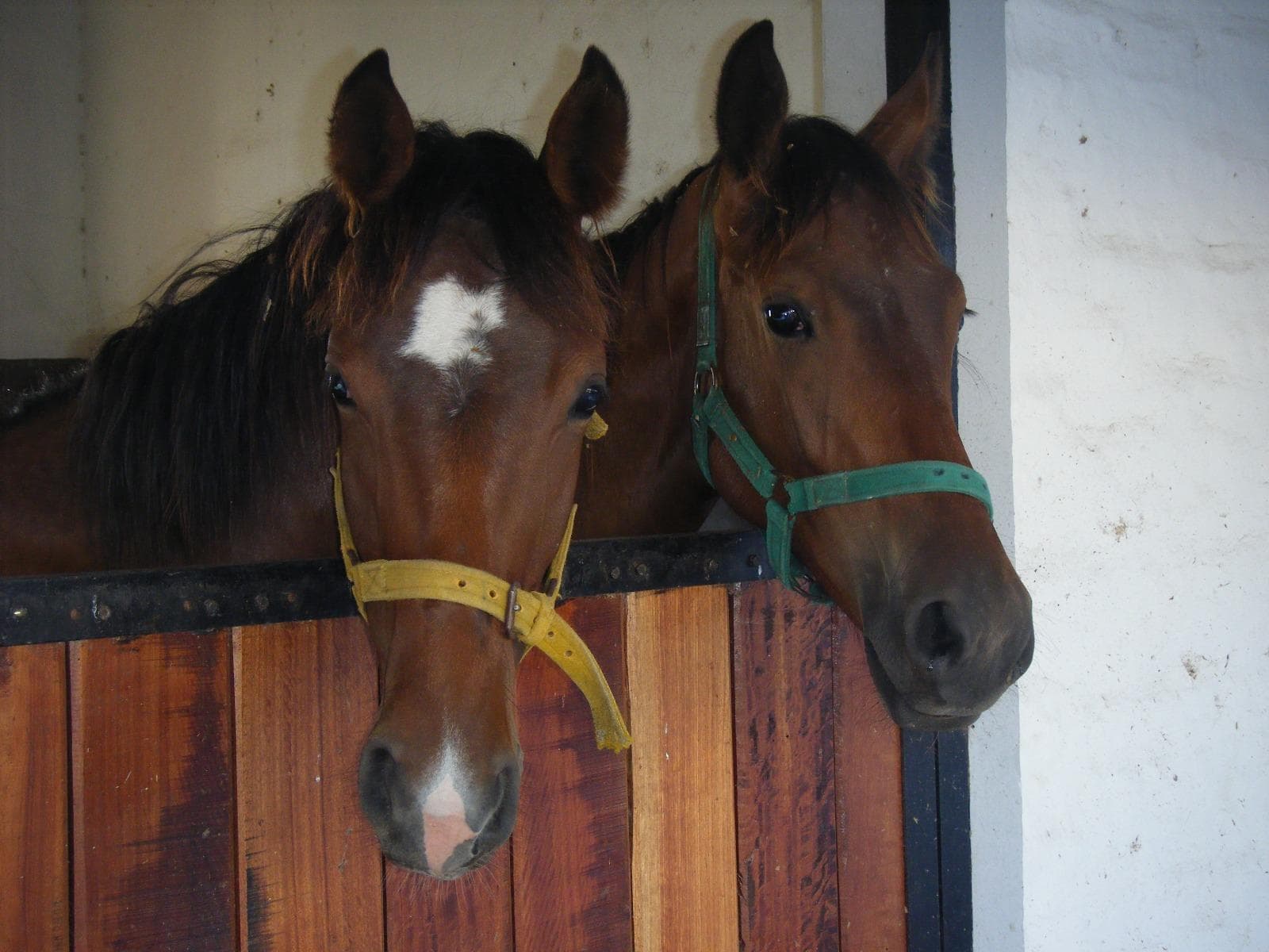 Alquiler de Campo/ Haras para actividad de Salto, equitación y polo,50 ha, Las Heras, Buenos Aires. - 1