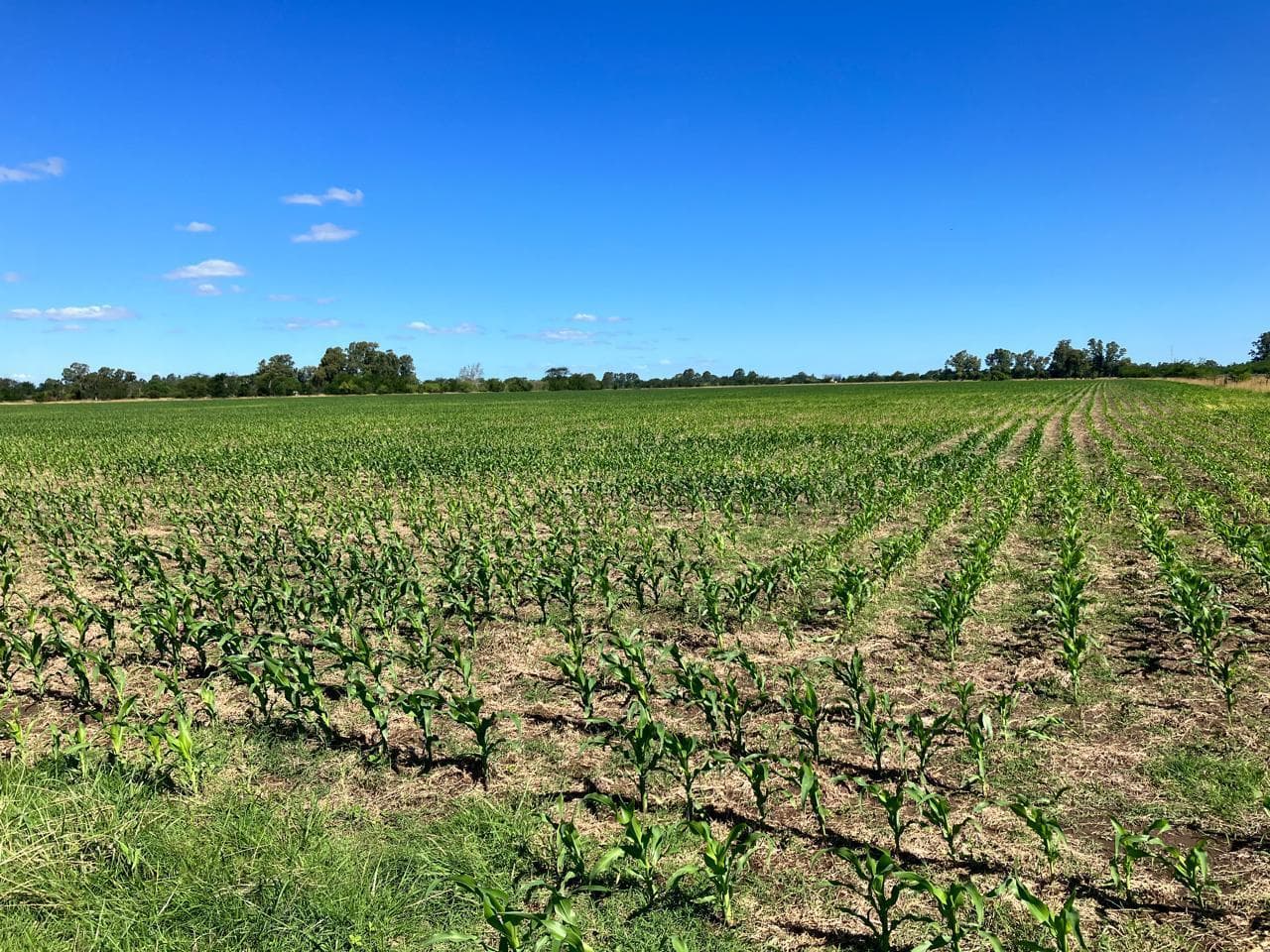 Campo en Navarro - 1