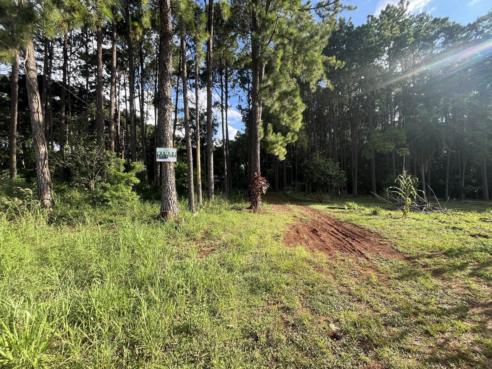 Chacra con 15 Hectáreas en el Km24 de Eldorado Misiones - 1