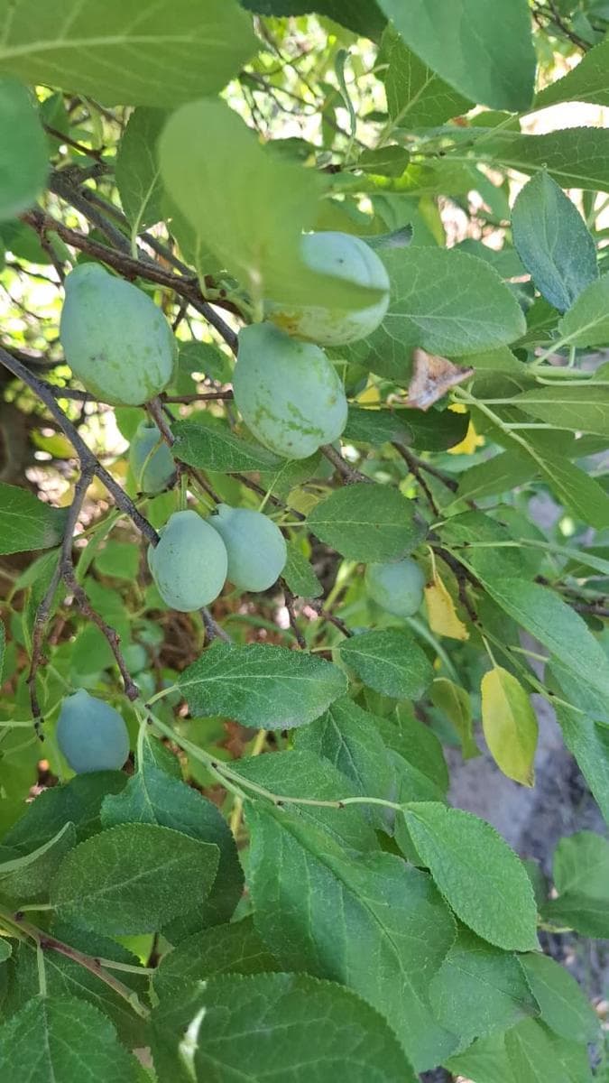 Finca en Calle Florida y Calle 3 - Cuadro Nacional - 1