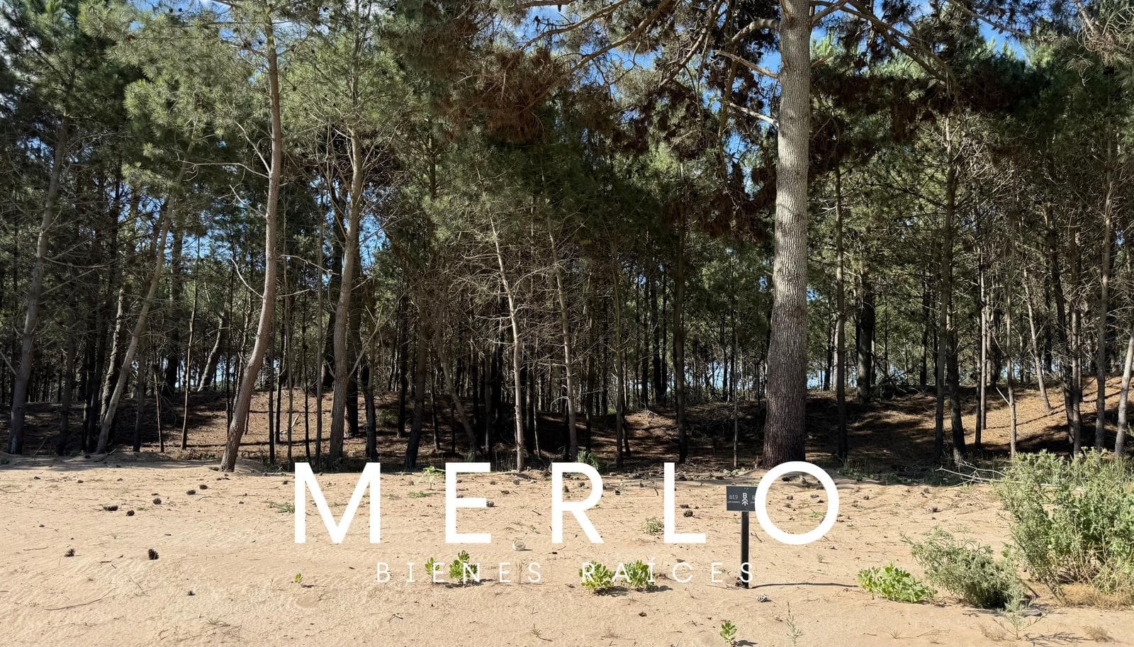 Terreno en Bosque - 1