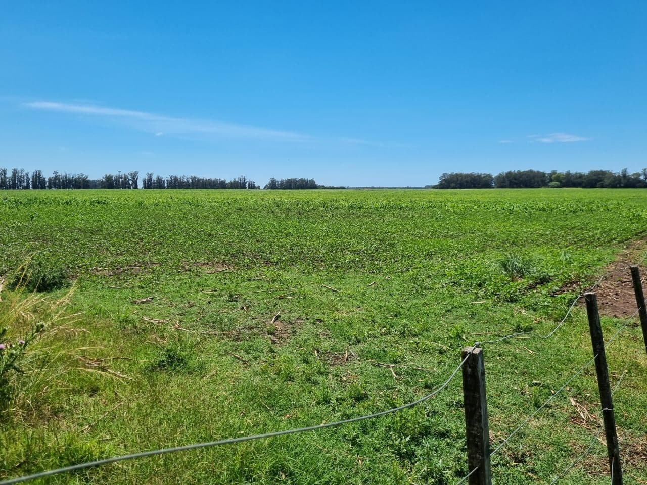 Campo 81 hectáreas, Miramar, Gral. Alvarado - 1