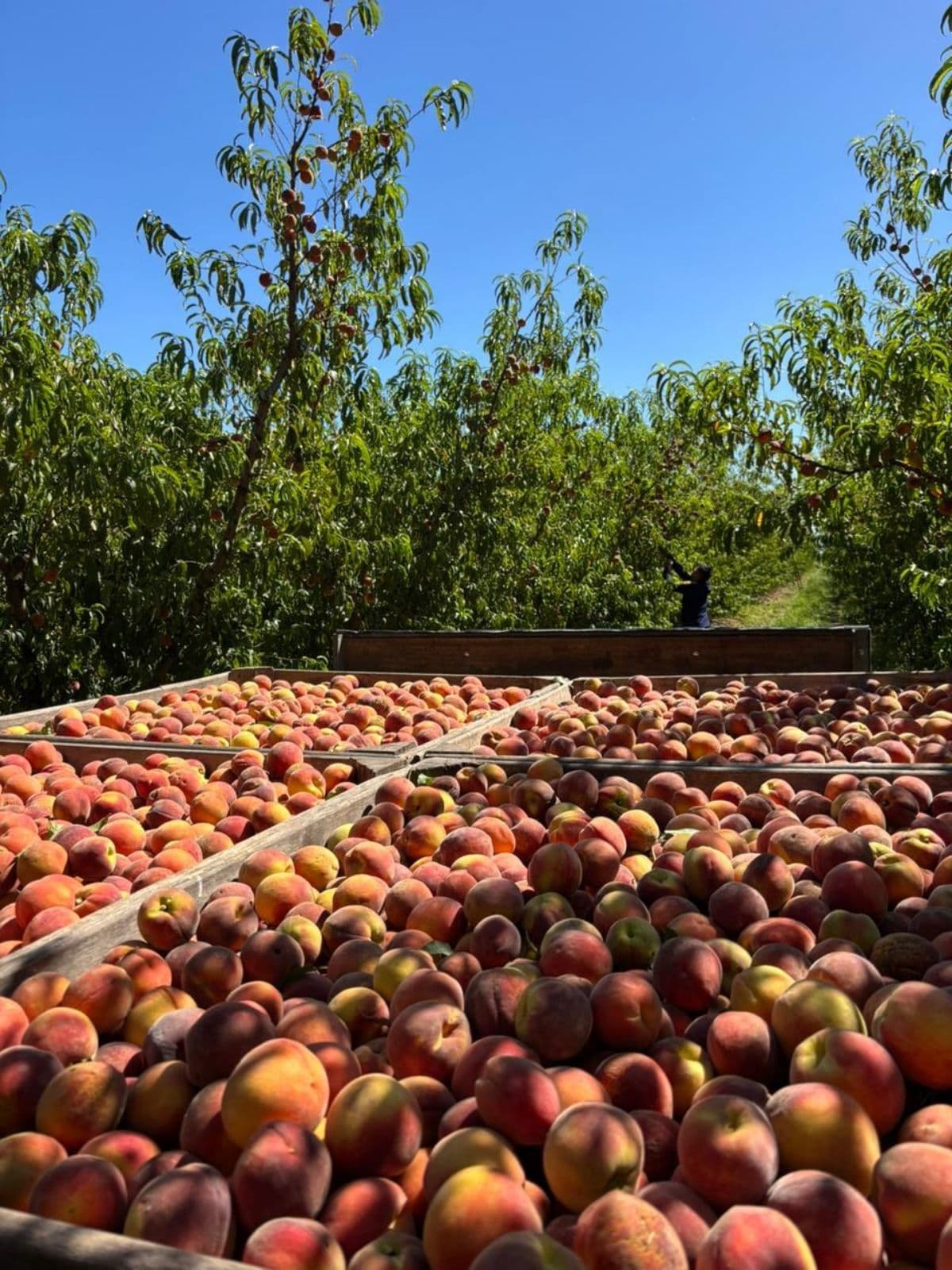 Campo - San Pedro - 1