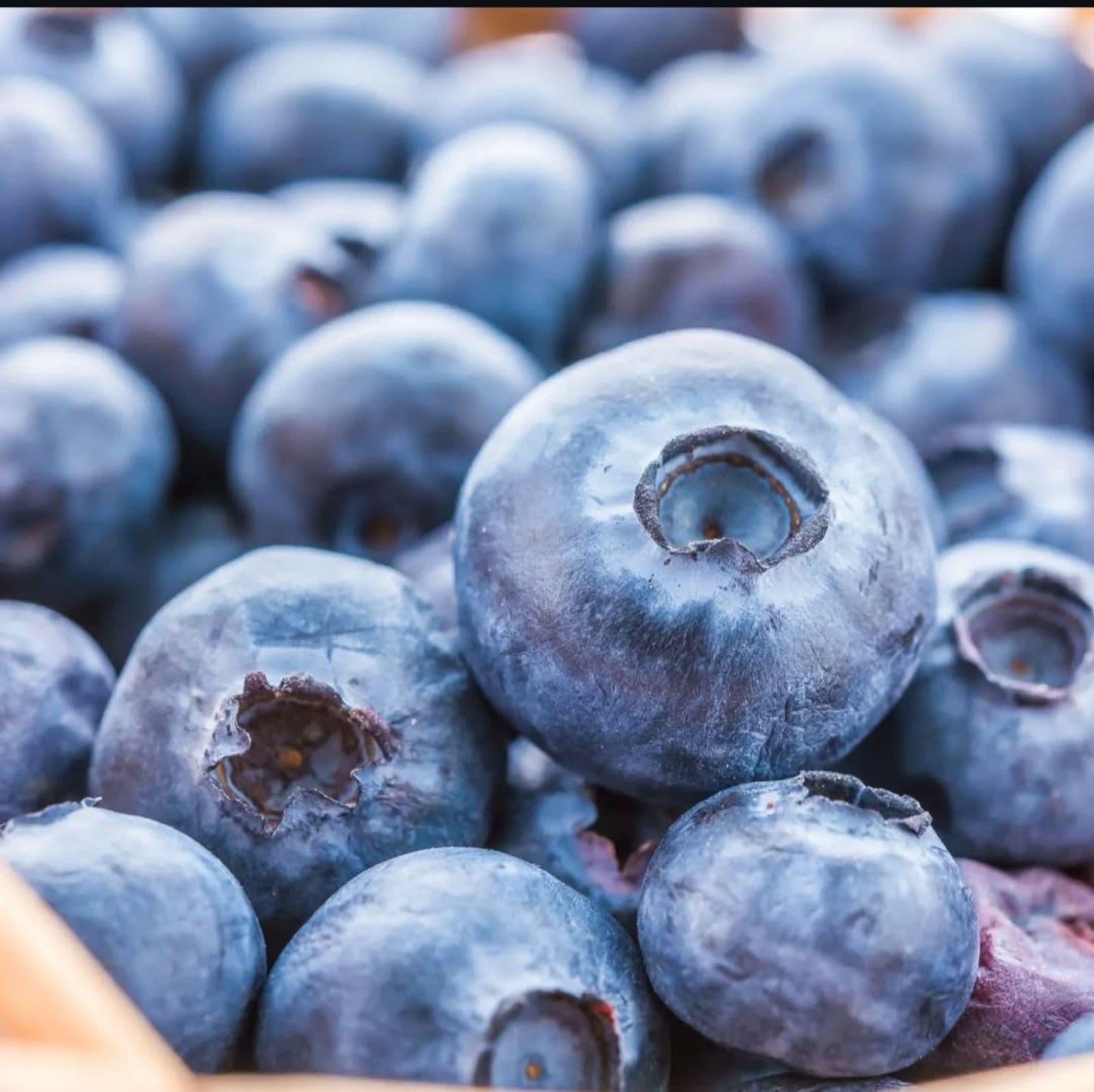 Campo 10 hectáreas Frutícola Los Cardales Exaltación de la Cruz Buenos Aires - 1