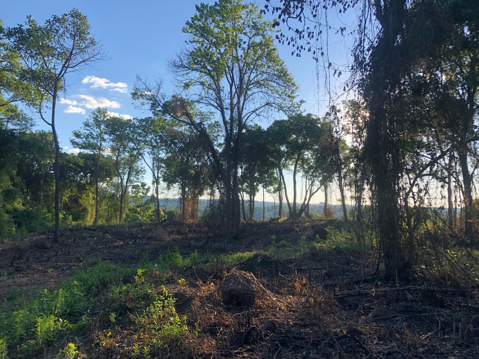 En venta Chacra de 60 hectareas, a 4000 metros de la Municipal de San Vicente, Misiones - 1