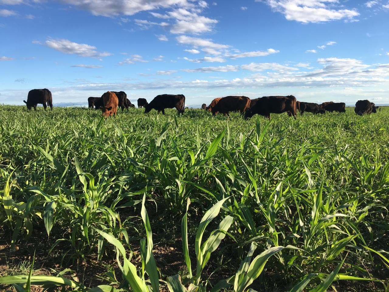 Campo en venta de 1175 has en San Luis - 1