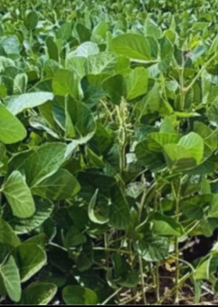 Campo en San Pedro - 1