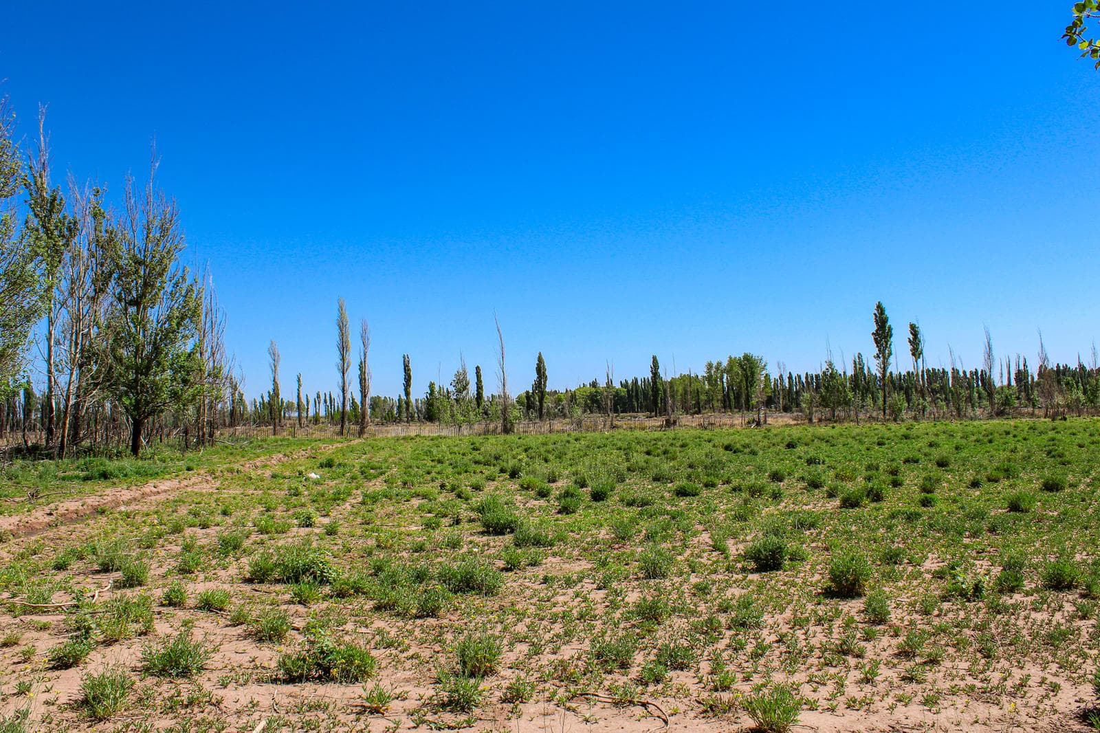 Terreno industrial 4 Ha con Pozo, Gas y Agua corriente en Malargue - 1