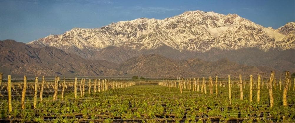 Bodega y Viñedo Mendoza - 1