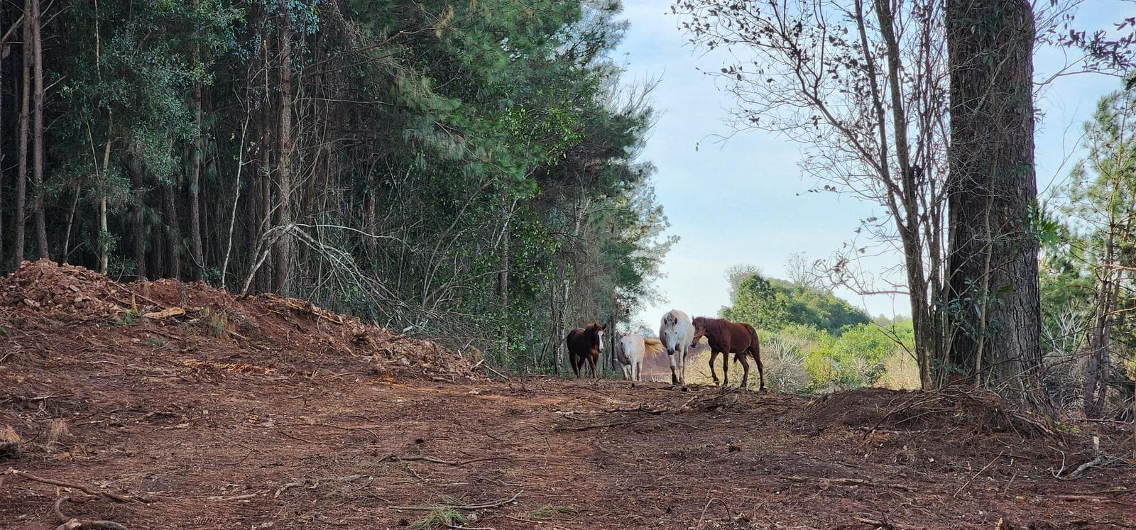 70 Hectareas en Venta Candelaria zona reserva Natural Urutau - 1
