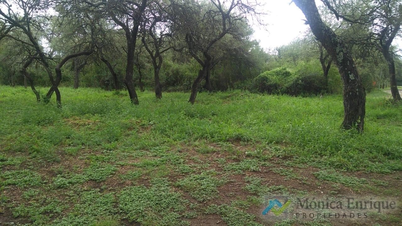 Venta de Terreno en Carpinteria Lote de 1.018 m² con Arboleda Añeja a 500m de Ruta 1 - 1