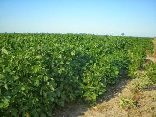 Campo en Malbran - 1