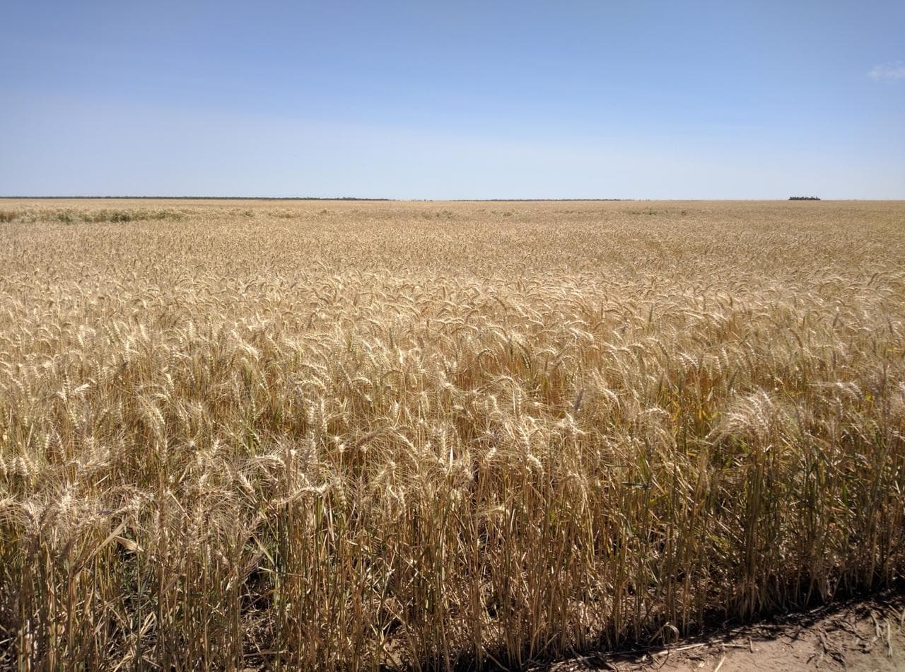 Campo en Banderas, Santiago del Estero 1.513 hectáreas - 1