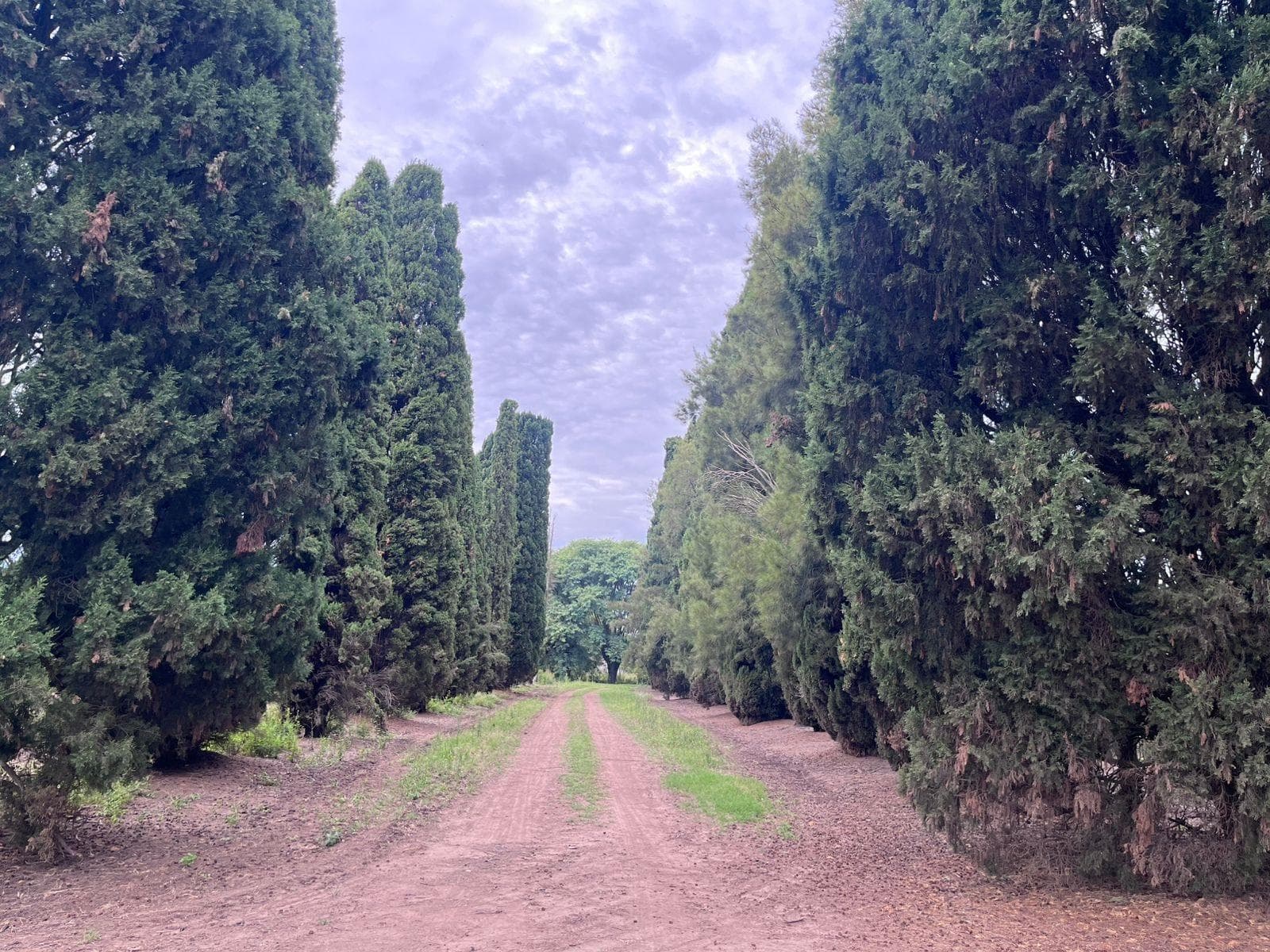 CAMPO EN SAN PEDRO CON DURAZNOS Y CITRICOS – 16,7 HECTÁREAS - 1