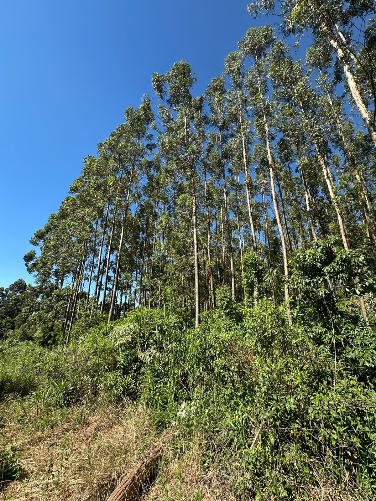 En Venta 1 hectarea sobre Ruta 14, ingreso de San Vicente, Misiones - 1