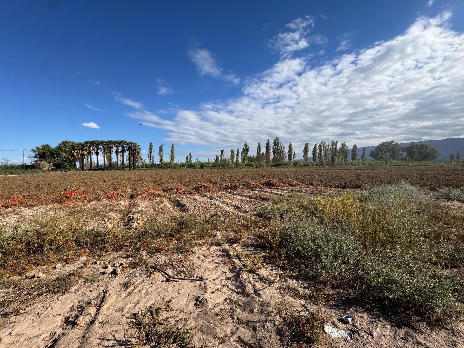 Finca en Carpinteria - 1