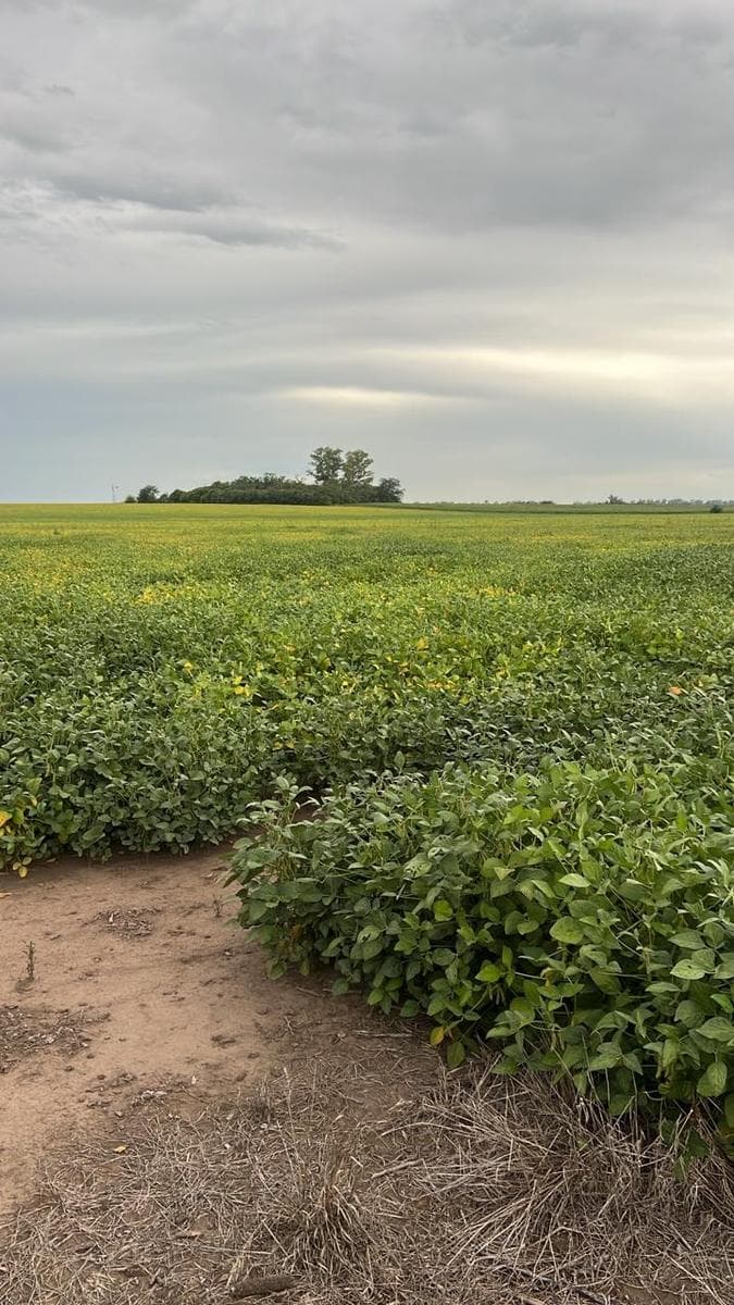 EXCELENTE FRACCION DE CAMPO - 34.5 HECTAREAS - ARRECIFES - BUENOS AIRES - 1