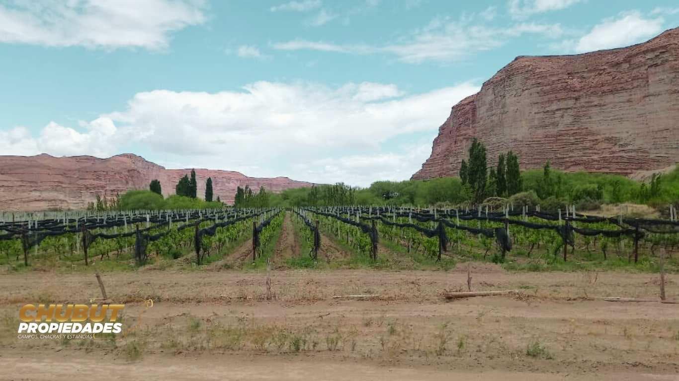 Importante campo con viñedo - 1