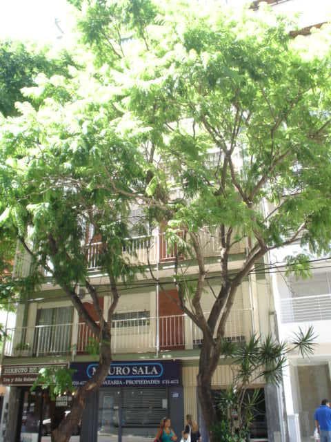 Departamento 3 ambientes, patio. Excelente ubicación - Olivos - 1