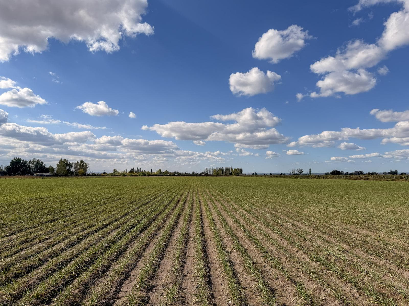 TERRENO- VENTA - 11 HA.- EXCELENTE UBICACIÓN VALLE DE UCO - LA CONSULTA - 1