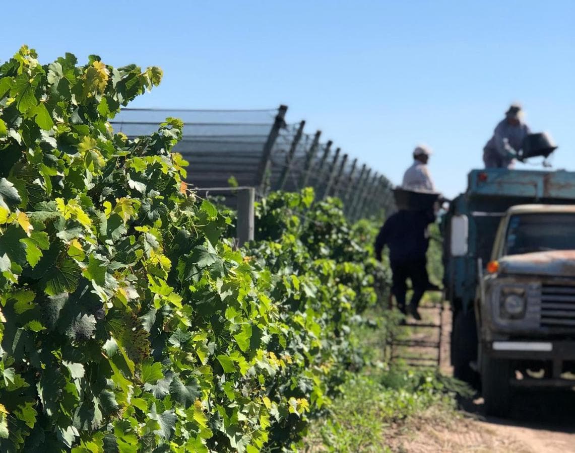 OPORTUNIDAD Finca en producción Mendoza 35 hec - 1