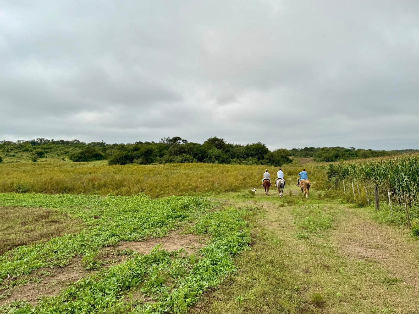 Hermoso Campito de 35 hectareas a 30 minutos de Córdoba - 1