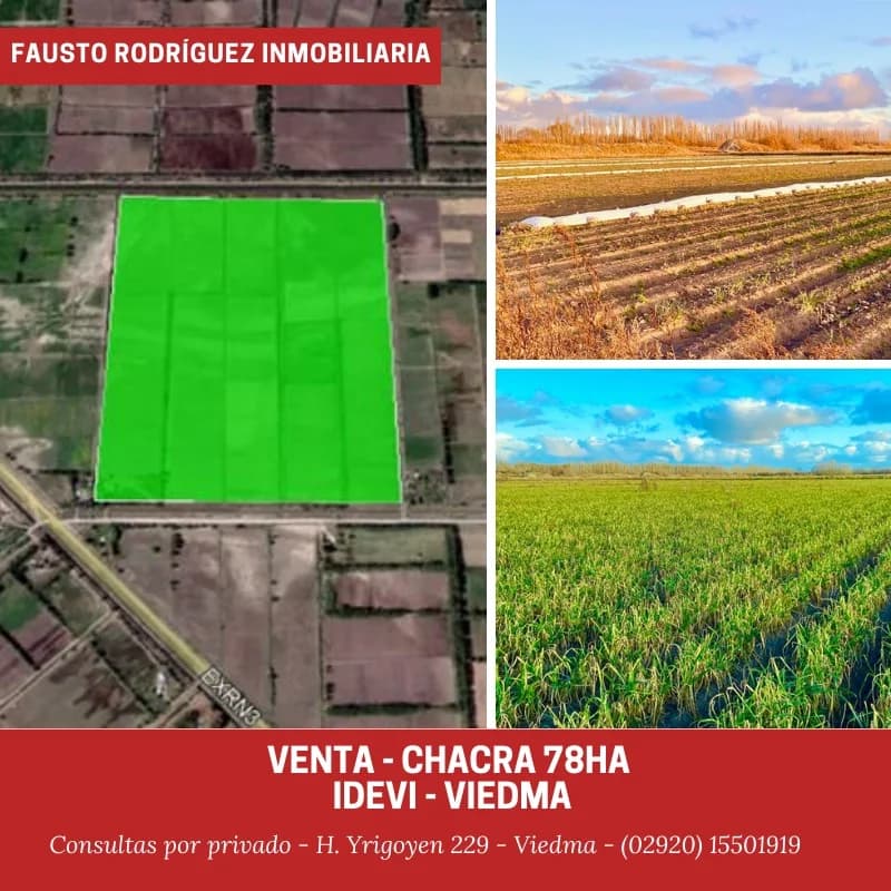 Chacra - Viedma - 1