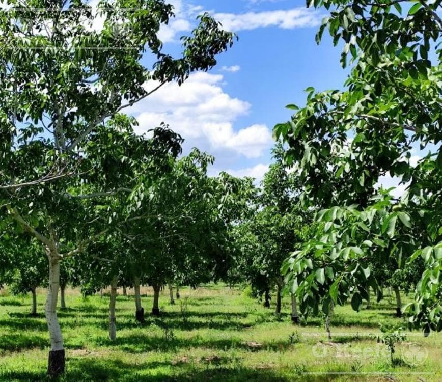 Finca en venta de 44 has, Cortaderas, San Luis - 1