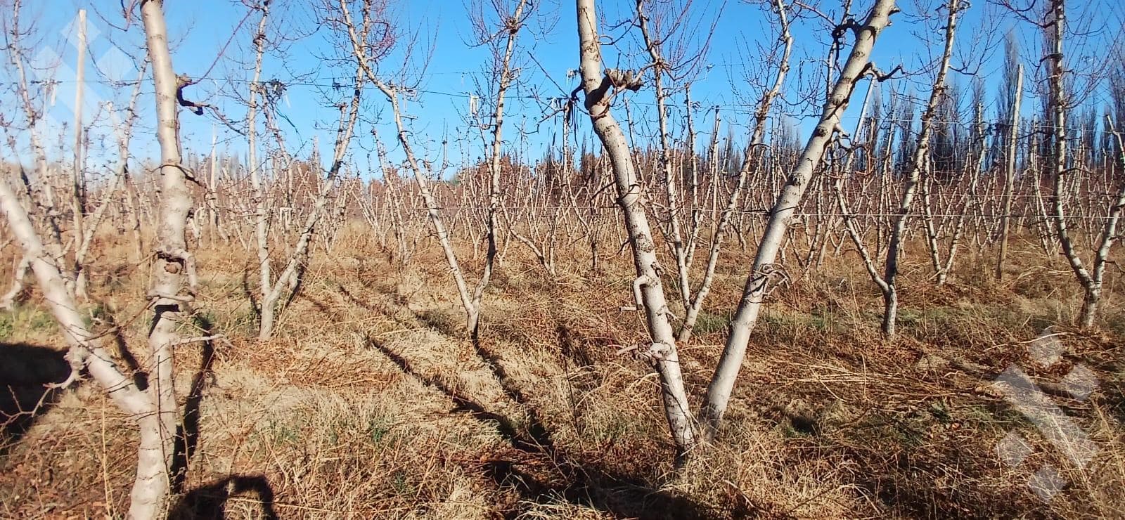 Alquiler Chacra en Centenario - 2