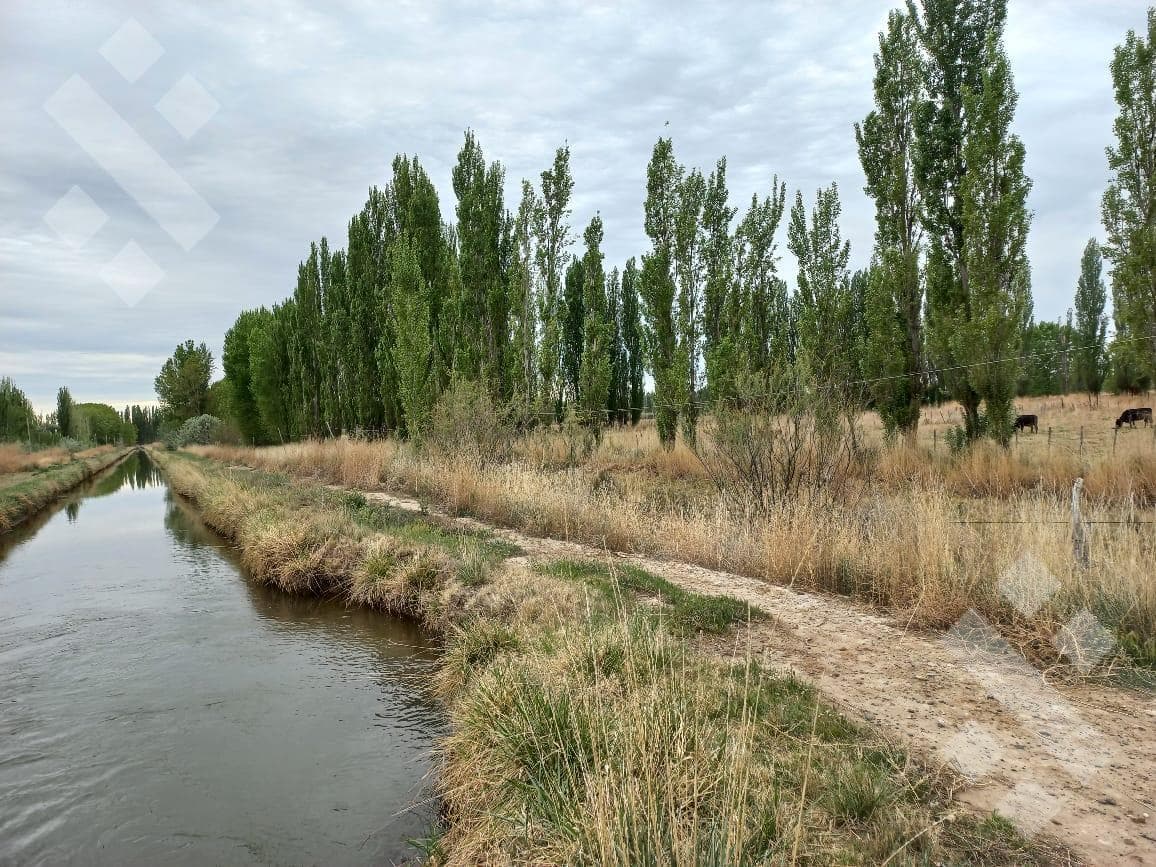 En Venta, Chacras Productivas de 34 Ha, Entre Lamarque y Pomona. - 1