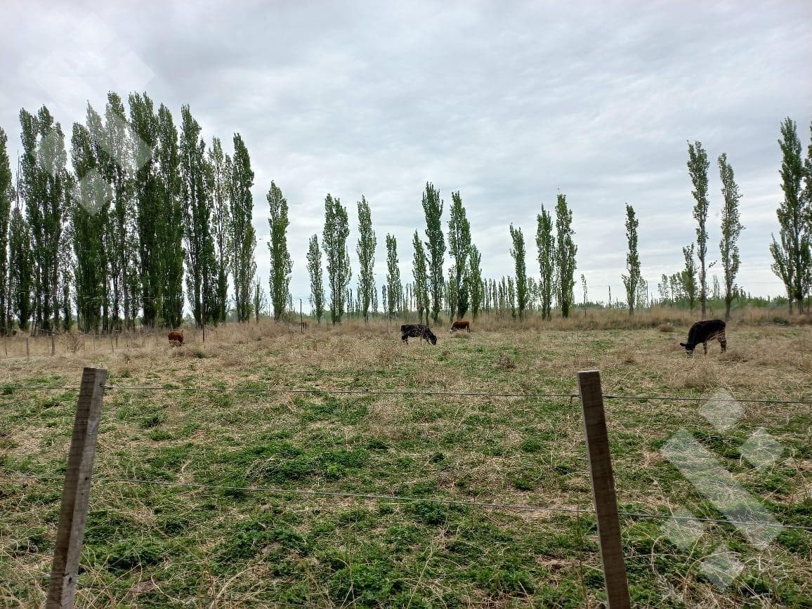 En Venta, Chacras Productivas de 34 Ha, Entre Lamarque y Pomona. - 2