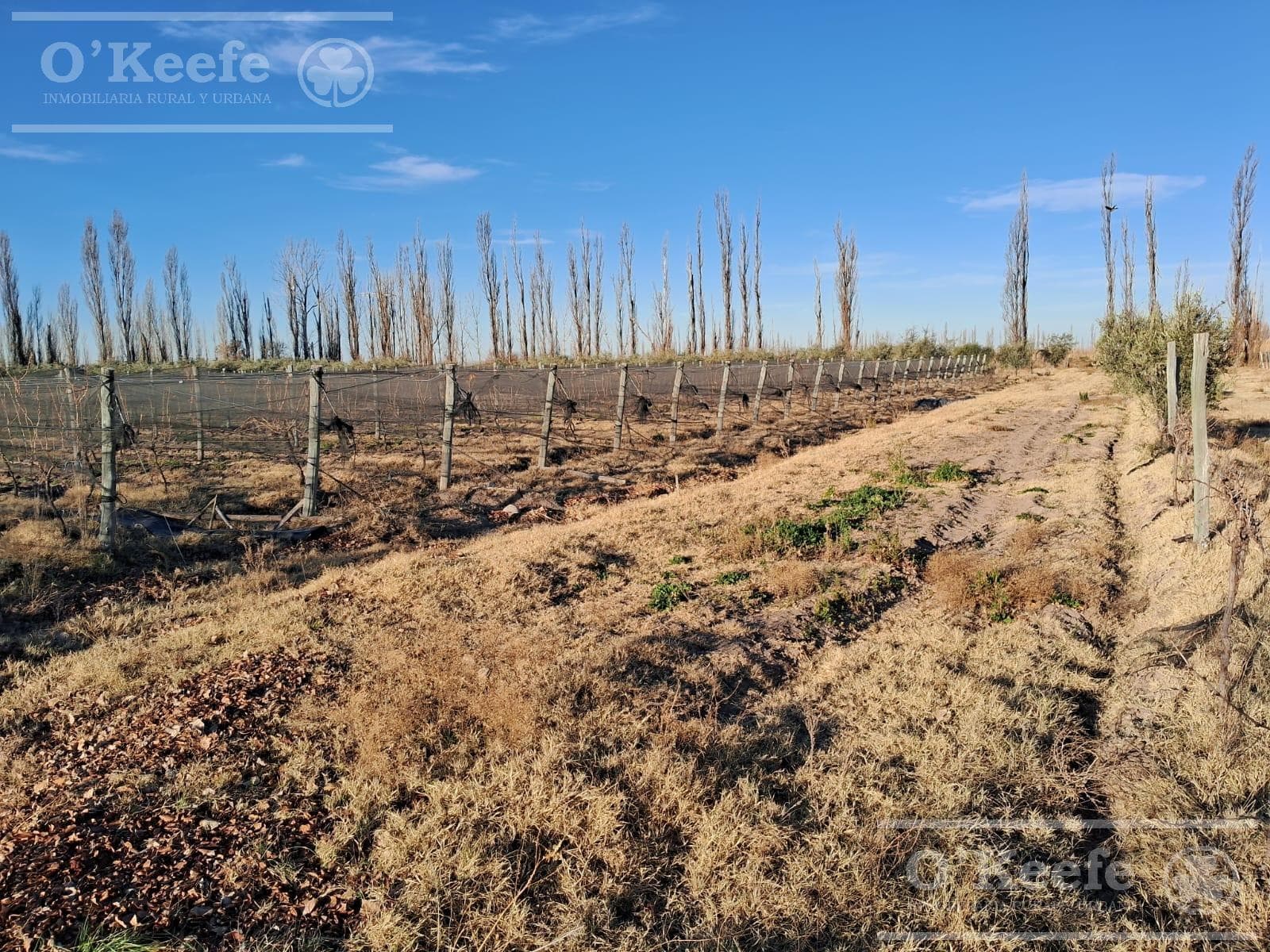 Finca en venta de 18 has en Paredes , San Rafael,Mendoza - 2