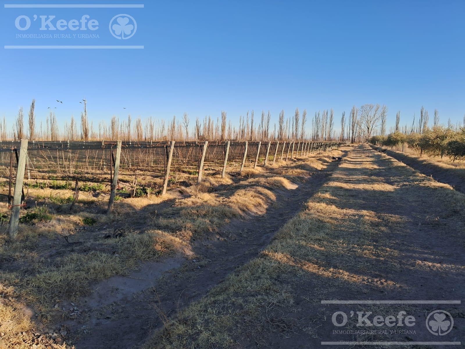 Finca en venta de 18 has en Paredes , San Rafael,Mendoza - 1