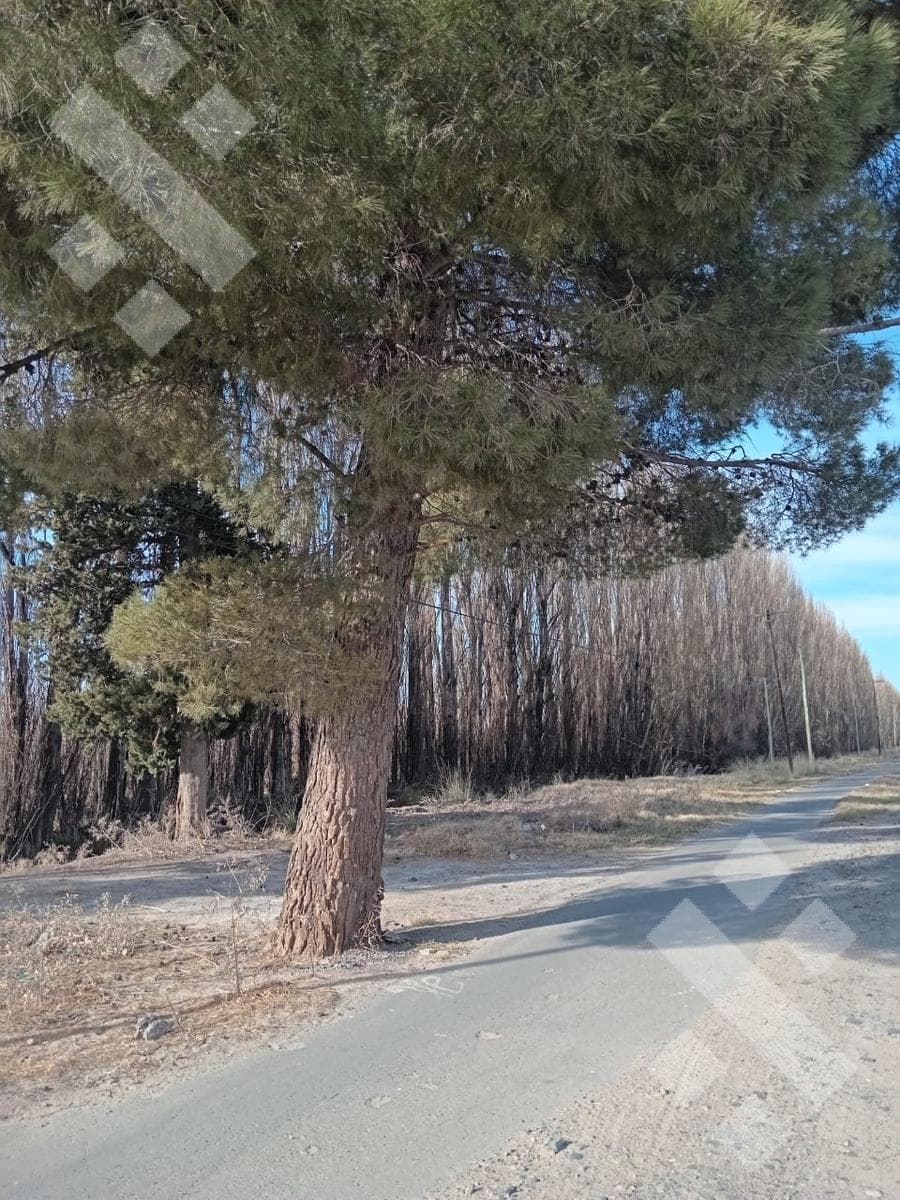 Venta Chacra 21 Hectáreas, frente de ruta provincial 7, San Patricio del Chañar, Neuquen - 2