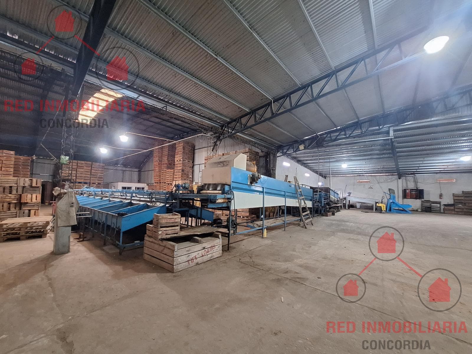 QUINTA CÍTRICA EN PRODUCCIÓN + EMPAQUE - 2