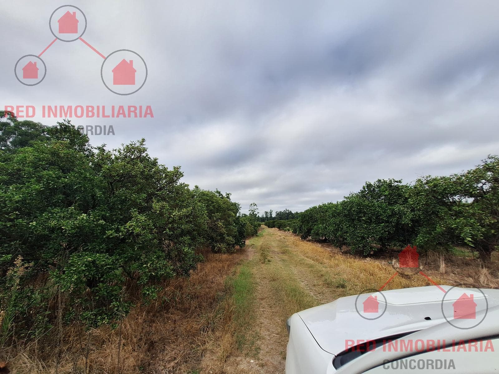 QUINTA CÍTRICA EN PRODUCCIÓN + EMPAQUE - 1